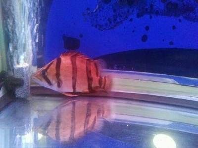 80厘米銀龍魚價格表（80厘米銀龍魚價格在深圳一條長80cm的銀龍魚多少錢一條）