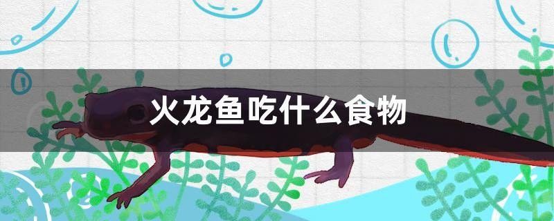 中國火龍魚,吃小魚嗎