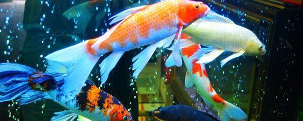 龍魚可以和蝴蝶鯉混養嗎：龍魚與蝴蝶鯉混養需要考慮一些關鍵因素和細節和細節