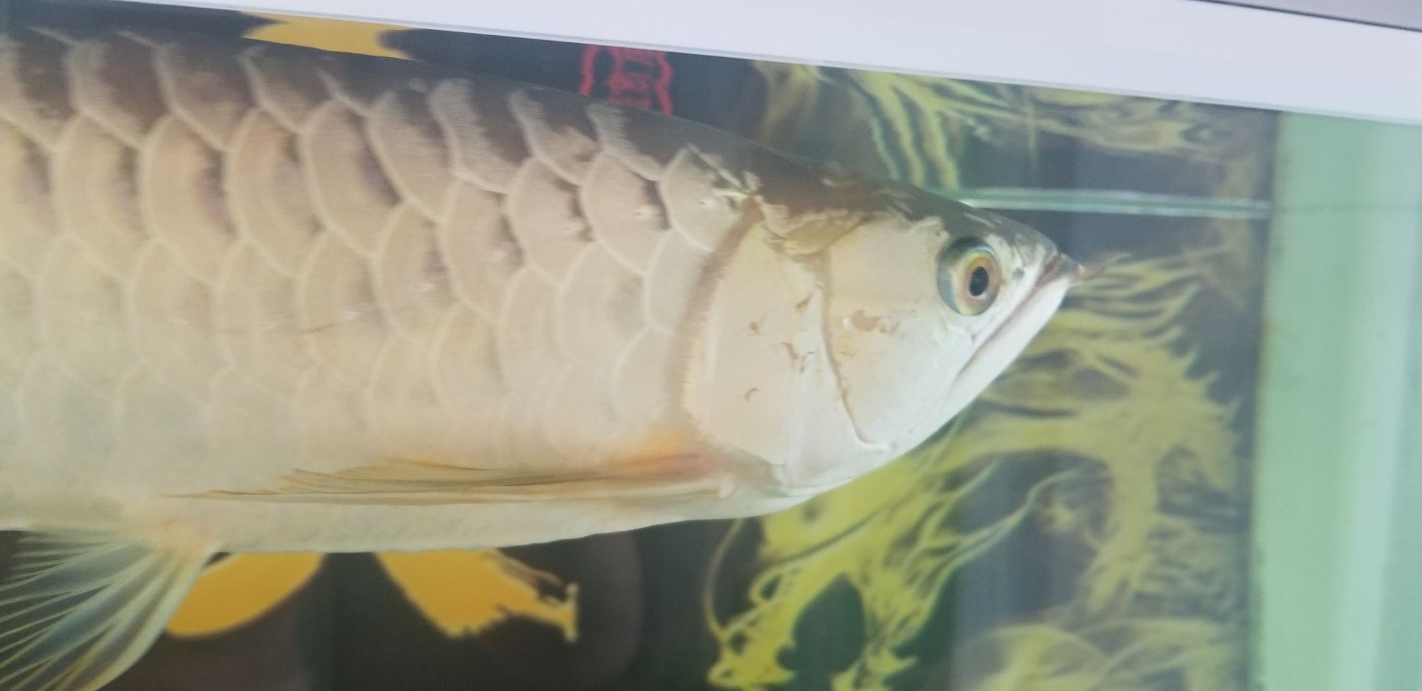 龍魚眼睛鼓出白色包是什么病？：龍魚眼睛鼓出白色包是什么病癥龍魚眼睛鼓出白色包是什么病癥