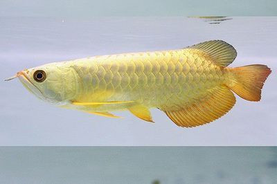 龍魚 飼養(yǎng)，飼養(yǎng)龍魚需要注意以下幾個方面