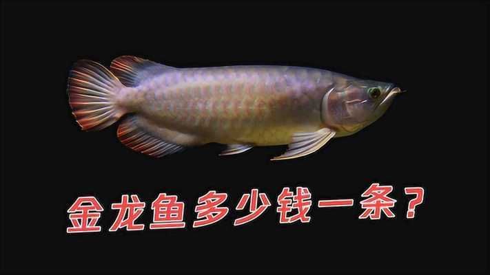 藍底金龍魚價格表，一份詳細的藍底金龍魚價格表 藍底金龍魚價格表，一份詳細的藍底金龍魚價格表 龍魚百科 第1張