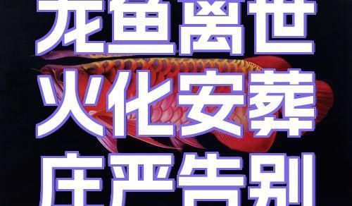 龍魚死亡有哪些文化禁忌？
