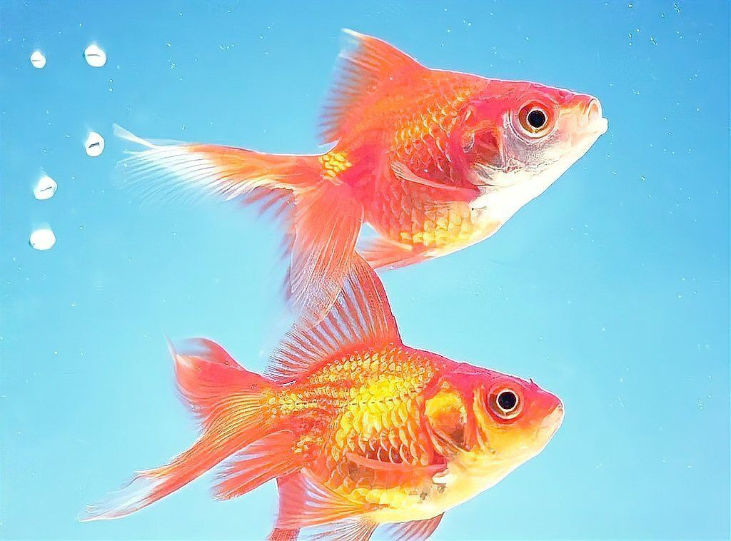 龍魚死亡有哪些文化禁忌？