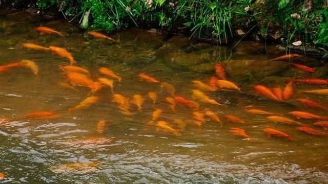 龍魚死亡有哪些文化禁忌？