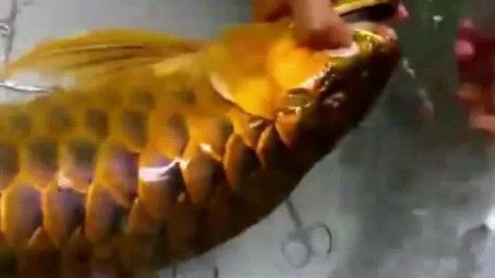 金龍魚養不活：金龍魚的飼養方法