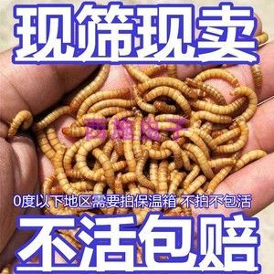 金龍魚養不活：金龍魚的飼養方法