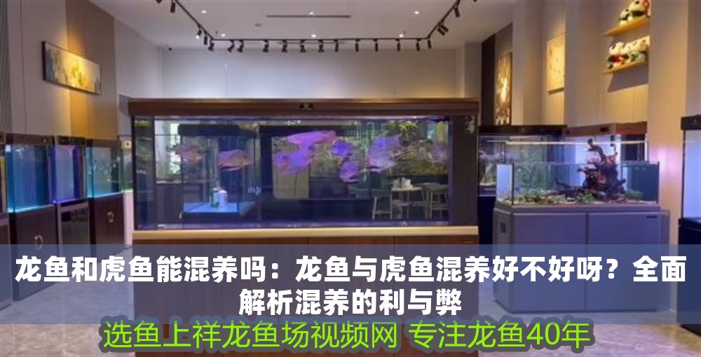 龍魚和虎魚能混養嗎：龍魚與虎魚混養好不好呀？全面解析混養的利與弊