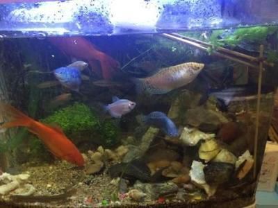 觀賞性金龍魚怎么養殖方法：觀賞性金龍魚的養殖方法