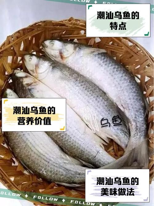 烏龍魚是什么魚圖片大全集