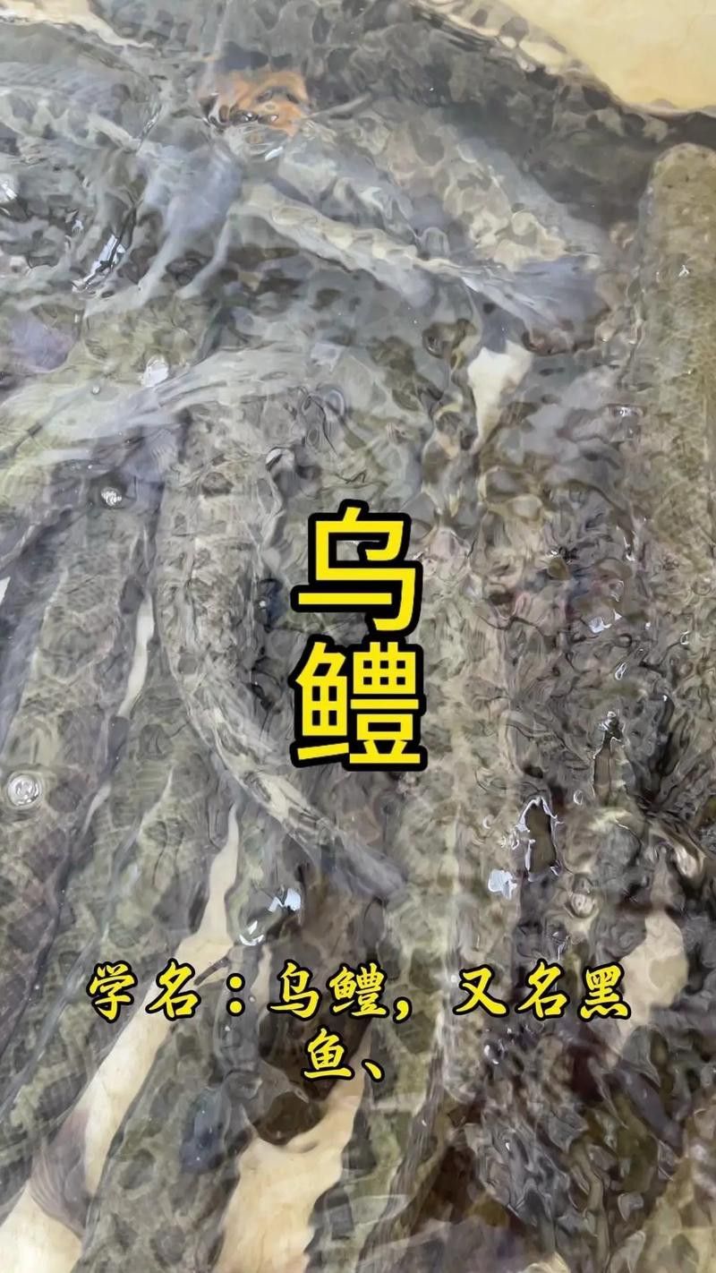 烏龍魚是什么魚圖片大全集