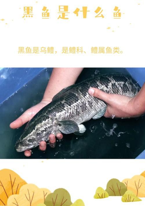 烏龍魚是什么魚圖片大全集