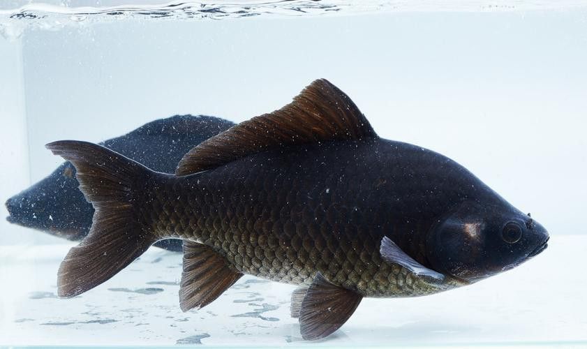 烏龍魚是什么魚圖片大全集