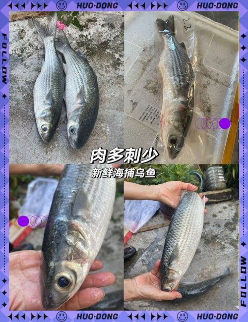 烏龍魚是什么魚圖片大全集