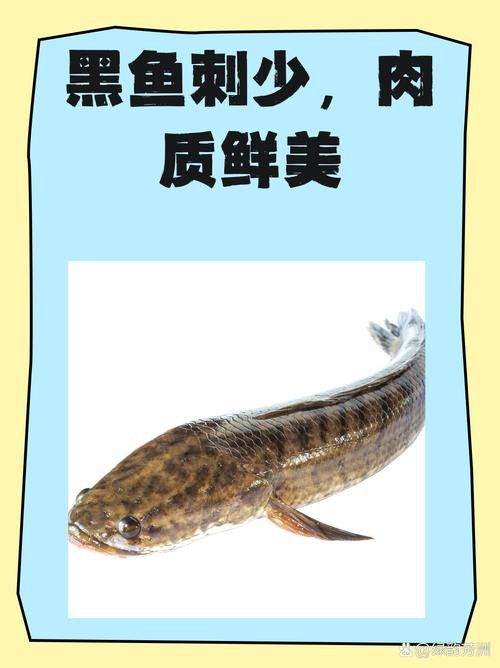 烏龍魚是什么魚圖片大全集