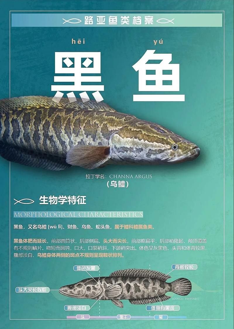 烏龍魚是什么魚圖片大全集