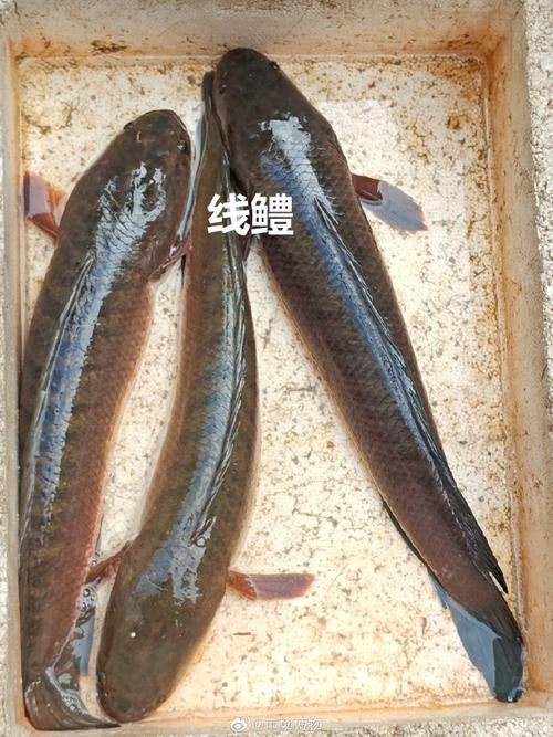 烏龍魚是什么魚圖片大全集