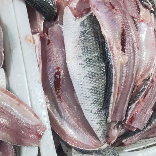 烏龍魚是什么魚圖片大全集