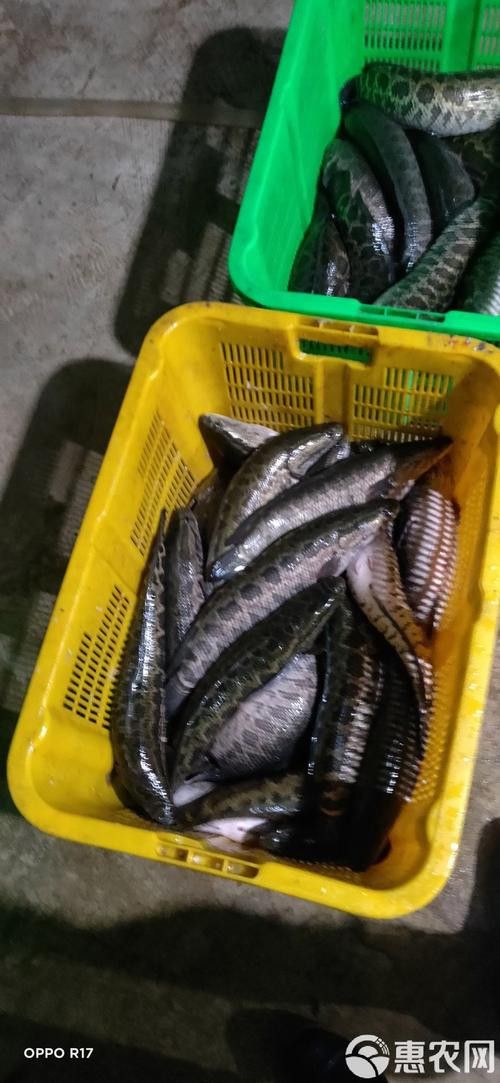 烏龍魚是什么魚圖片大全集