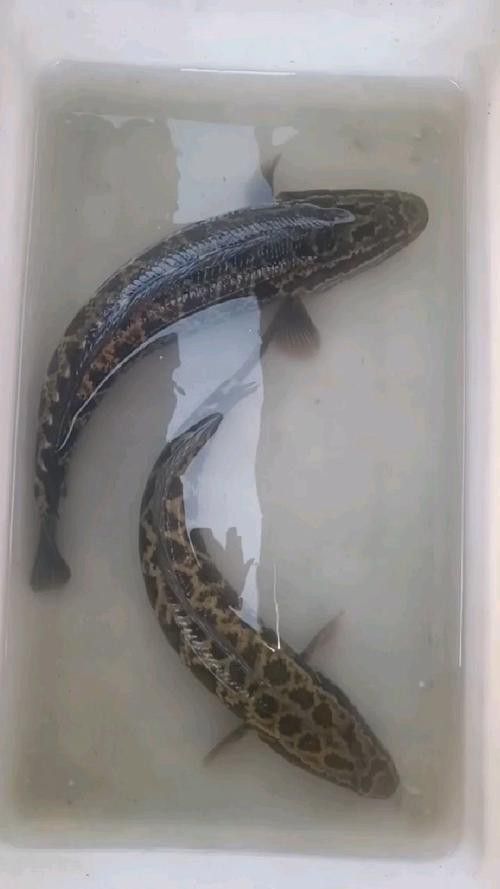 烏龍魚是什么魚圖片大全集