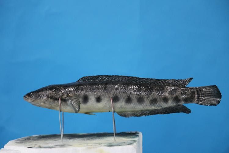 烏龍魚是什么魚圖片大全集
