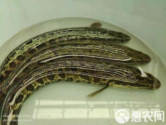 烏龍魚是什么魚圖片大全集