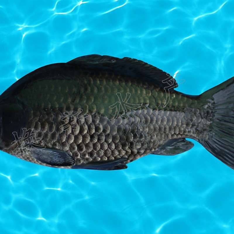 烏龍魚是什么魚圖片大全集