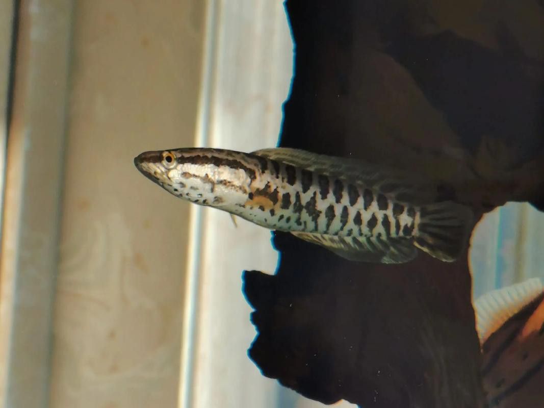 烏龍魚是什么魚圖片大全集