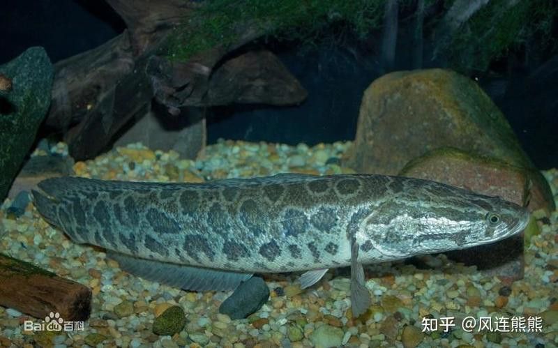 烏龍魚是什么魚圖片大全集