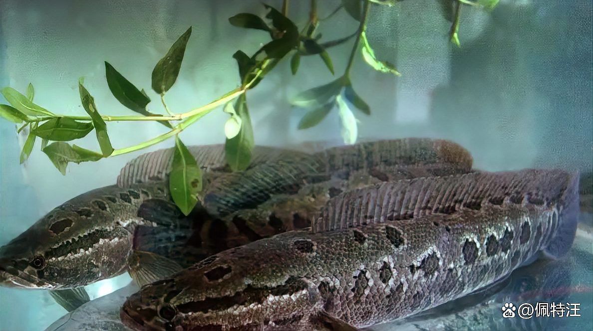 烏龍魚是什么魚圖片大全集