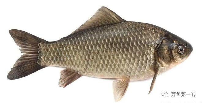 烏龍魚是什么魚圖片大全集