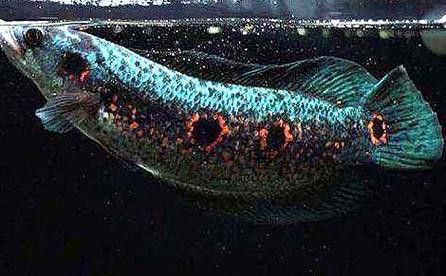 彩虹雷龍魚分公母圖片大全