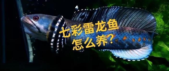 彩虹雷龍魚分公母圖片大全