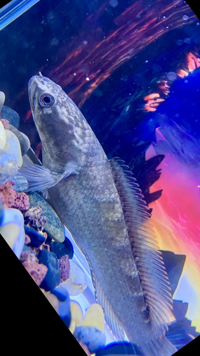 彩虹雷龍魚分公母圖片大全