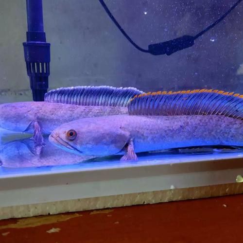 彩虹雷龍魚分公母圖片大全