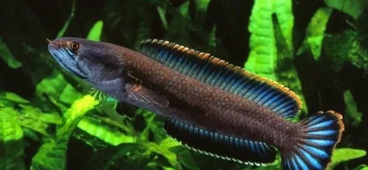 彩虹雷龍魚分公母圖片大全