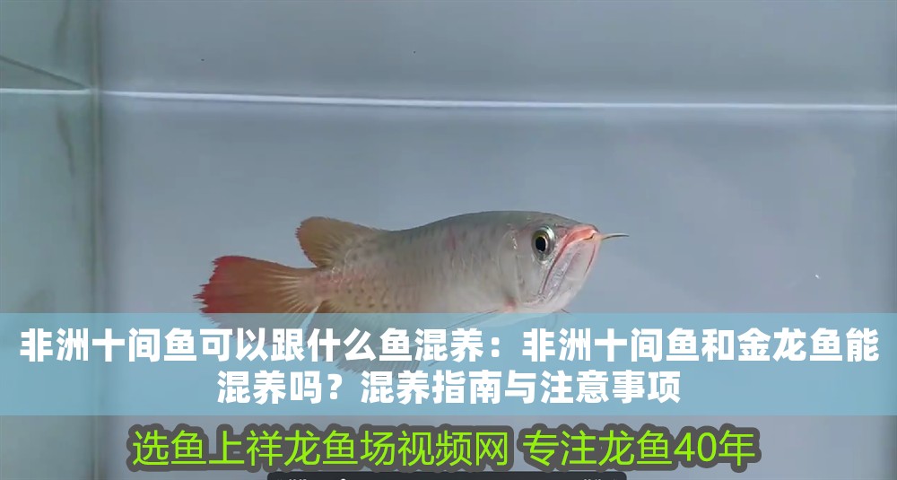 非洲十間魚(yú)可以跟什么魚(yú)混養(yǎng)：非洲十間魚(yú)和金龍魚(yú)能混養(yǎng)嗎？混養(yǎng)指南與注意事項(xiàng)