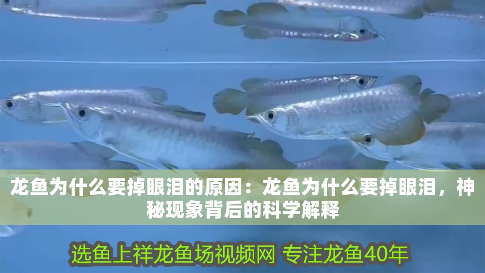龍魚為什么要掉眼淚的原因：龍魚為什么要掉眼淚，神秘現(xiàn)象背后的科學(xué)解釋