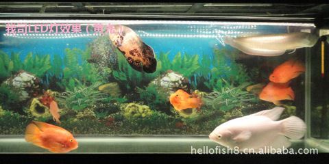 選擇適合養龍魚的燈具時，養龍魚用什么燈最好：養龍魚用什么燈好