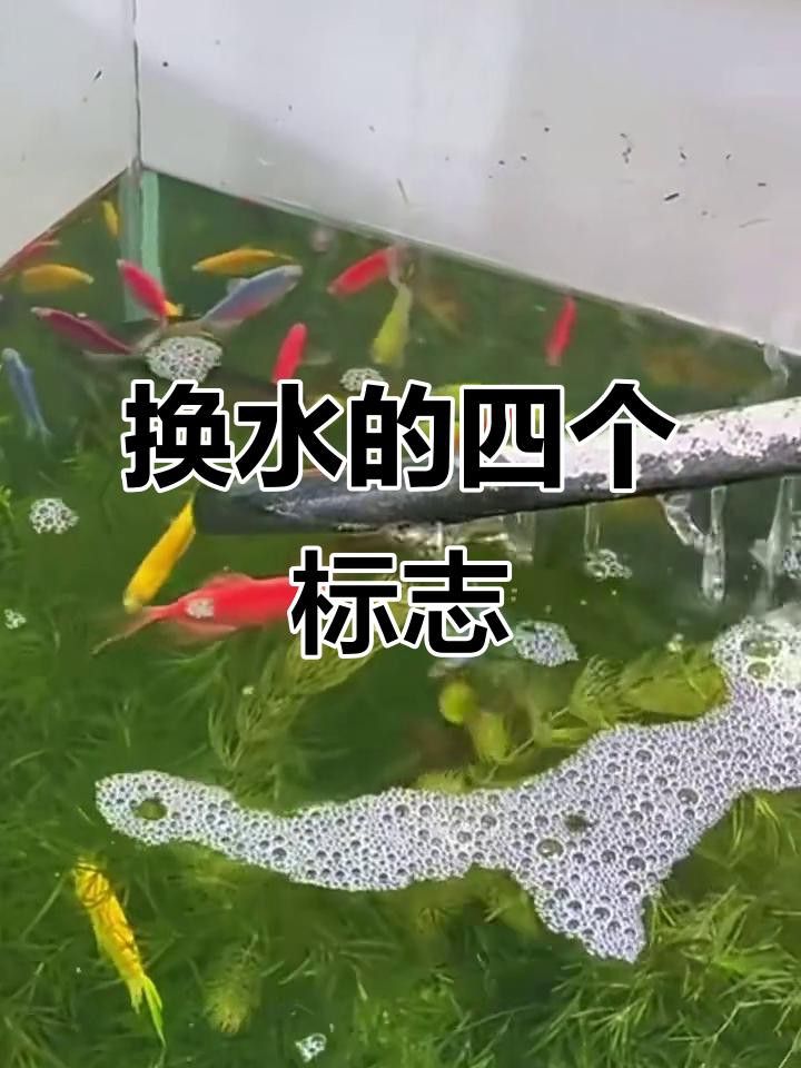 如何判斷龍魚缸是否需要換水？ 如何判斷龍魚缸是否需要換水？ 龍魚百科 第5張