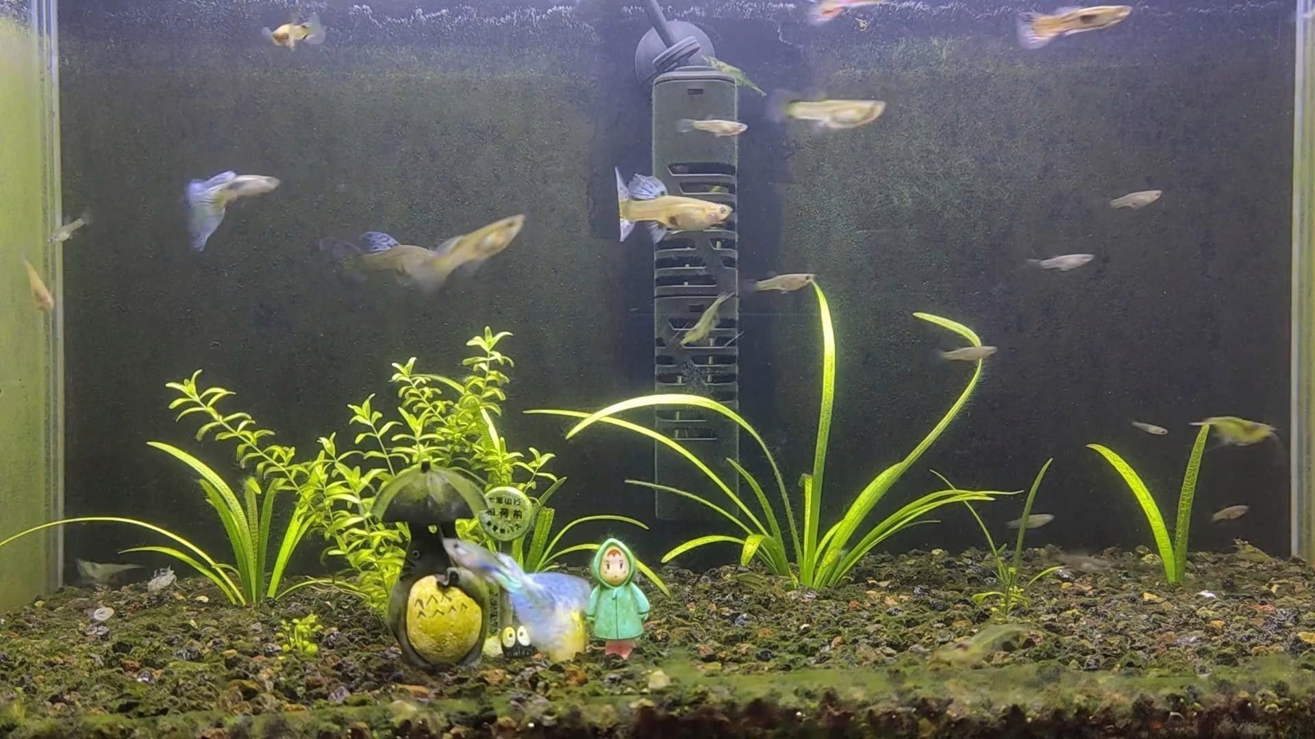 如何判斷龍魚缸是否需要換水？ 如何判斷龍魚缸是否需要換水？ 龍魚百科 第6張