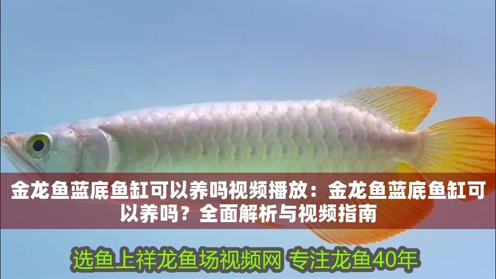 金龍魚(yú)藍(lán)底魚(yú)缸可以養(yǎng)嗎視頻播放：金龍魚(yú)藍(lán)底魚(yú)缸可以養(yǎng)嗎？全面解析與視頻指南