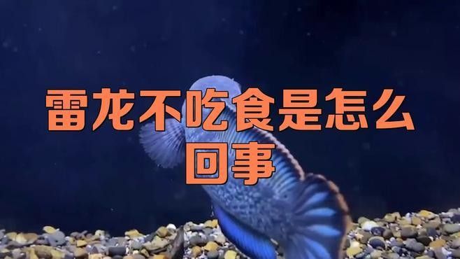 雷龍魚不開食