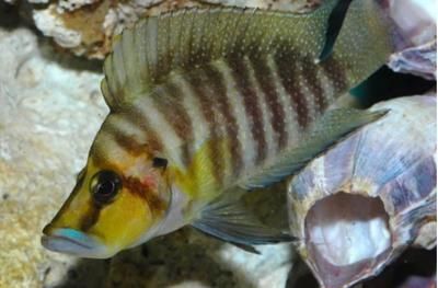 龍魚食物排行榜，龍魚食物排行榜龍魚食物排行榜，龍魚食物排行榜