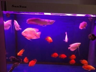 養龍魚一個月電費：養龍魚一個月電費支出取決于什么？