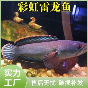 七星雷龍魚價格：七星雷龍魚價格因品種和市場需求而異，通常在幾十元至幾百元不等