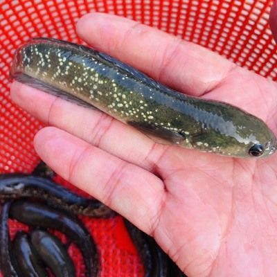七星雷龍魚價格：七星雷龍魚價格因品種和市場需求而異，通常在幾十元至幾百元不等