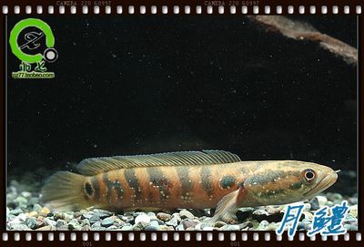 七星雷龍魚價格：七星雷龍魚價格因品種和市場需求而異，通常在幾十元至幾百元不等