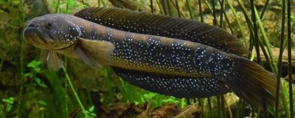 七星雷龍魚價格：七星雷龍魚價格因品種和市場需求而異，通常在幾十元至幾百元不等