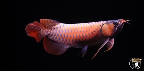 龍魚(yú)要沖浪嗎：龍魚(yú)為什么喜歡沖浪？